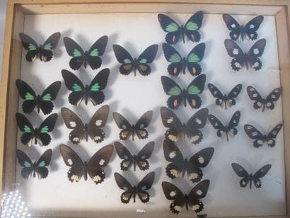 Boîte entomologique vitrée comprenant 25...