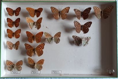 Boîte entomologique vitrée comprenant 16...