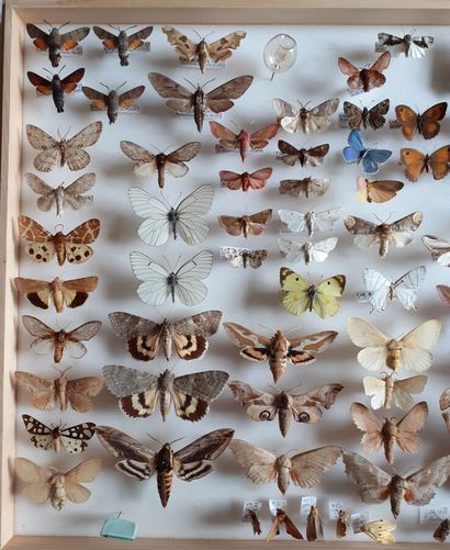 Grande boîte entomologique vitrée comprenant...