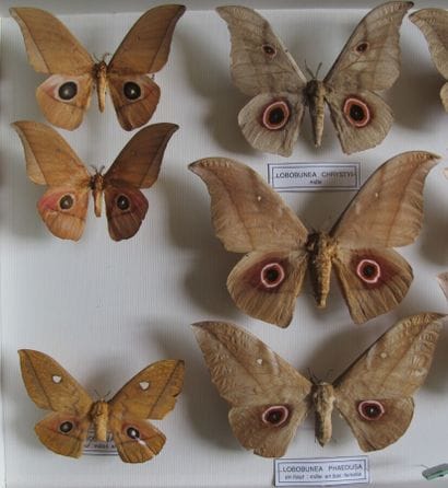 Large glass entomological box containing...