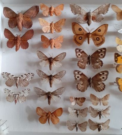 Boîte entomologique vitrée comprenant 44...