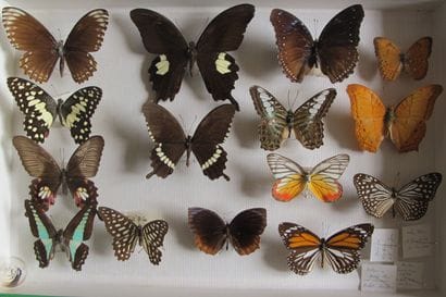 Glass entomological box containing 15 specimens...