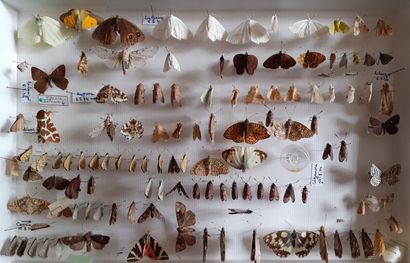 Boîte entomologique vitrée comprenant plus...