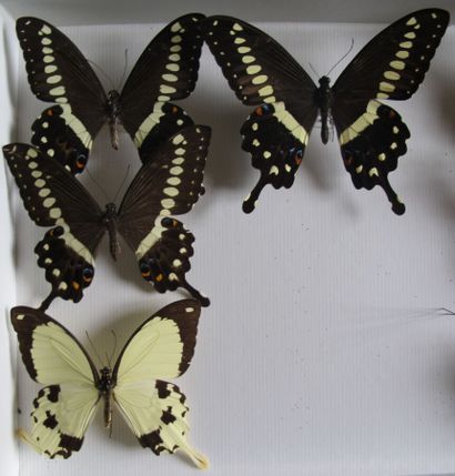 Boîte entomologique vitrée comprenant 7 spécimens...