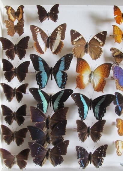Large glass entomological box containing...