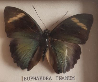 Boîte entomologique vitrée comprenant 1 spécimen...