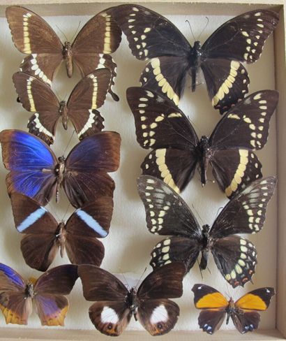 Boîte entomologique vitrée comprenant 20...