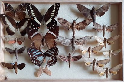 Boîte entomologique vitrée comprenant 19...