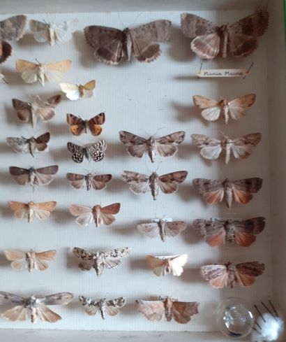 Boîte entomologique vitrée comprenant plus...