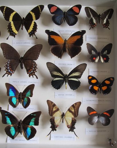 Large glass entomological box with 20 specimens...