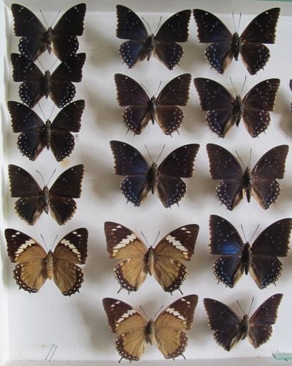 Large glass entomological box containing...
