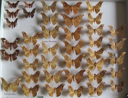 Large glass entomological box with more than...