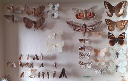 Entomological glass box containing more than...