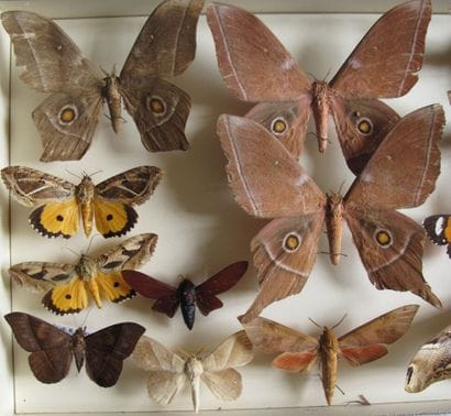 Glass entomological box containing 13 specimens...