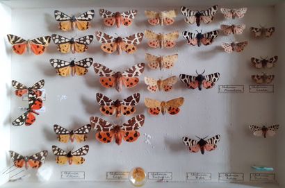 Glass entomological box with 30 specimens...