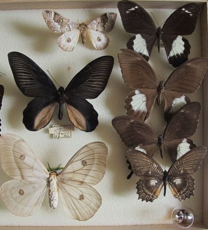 Boîte entomologique vitrée comprenant 10...