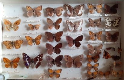 Entomological glass box containing 35 specimens...