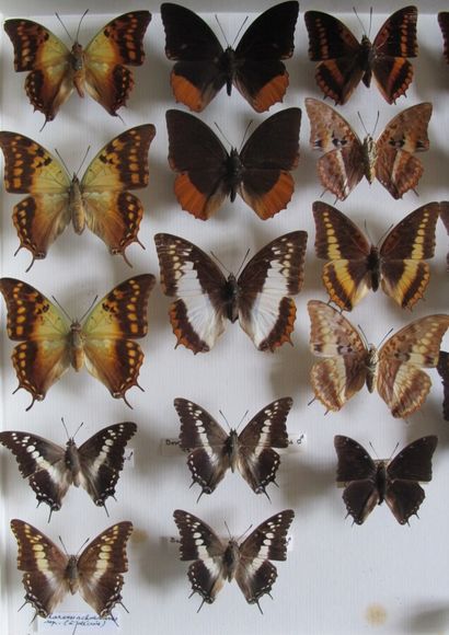 Grande boîte entomologique vitrée comprenant...