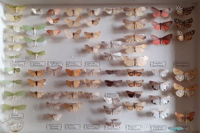 Boîte entomologique vitrée comprenant plus...