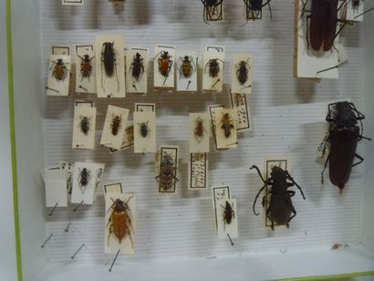 Boîte entomologique vitrée comprenant 32...