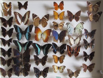 Large glass entomological box containing...