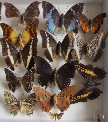 Glass entomological box containing 20 specimens...