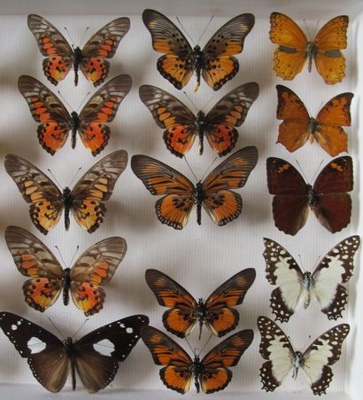 Boîte entomologique vitrée comprenant 25...