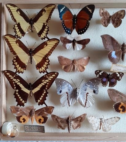 Boîte entomologique vitrée comprenant 18...