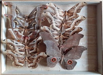 Glass entomological box containing 10 specimens...