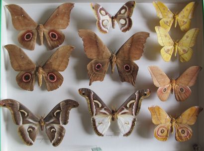 Grande boîte entomologique vitrée comprenant...