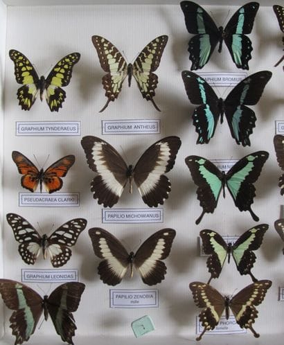 Large glass entomological box containing...