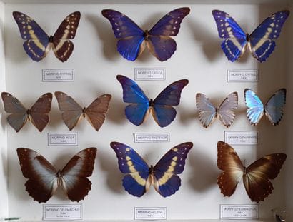 Large glass entomological box containing...