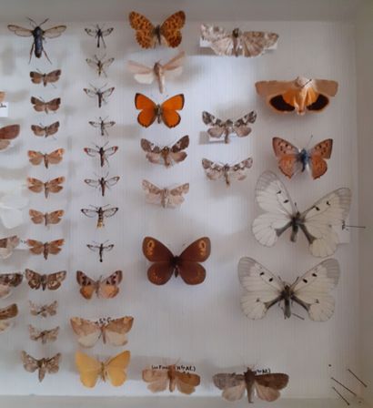 Boîte entomologique vitrée comprenant 57...