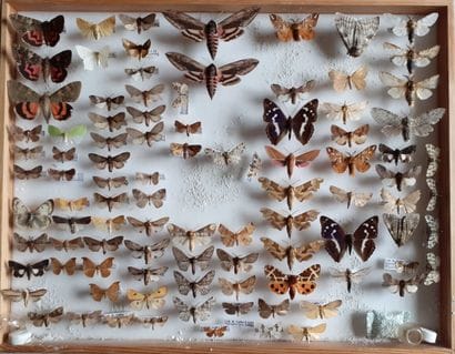 Grande boîte entomologique vitrée comprenant...