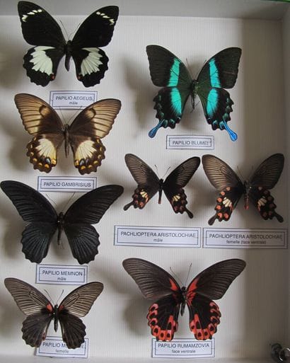 Grande boîte entomologique vitrée comprenant...