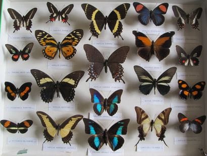 Large glass entomological box with 20 specimens...