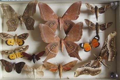 Glass entomological box containing 13 specimens...