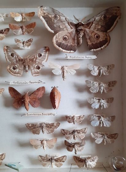 Boîte entomologique vitrée comprenant plus...