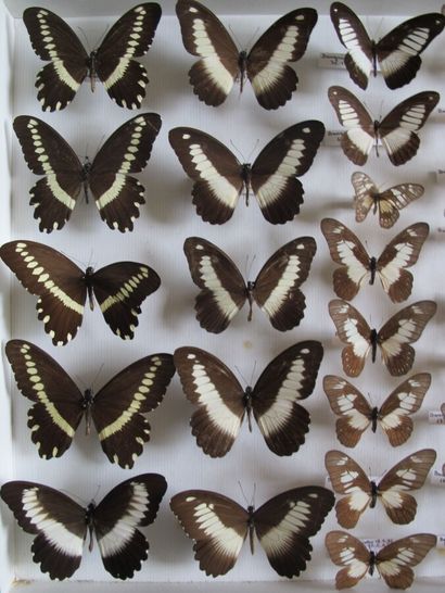Grande boîte entomologique vitrée comprenant...