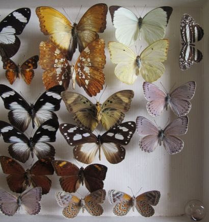 Glass entomological box containing 28 specimens...