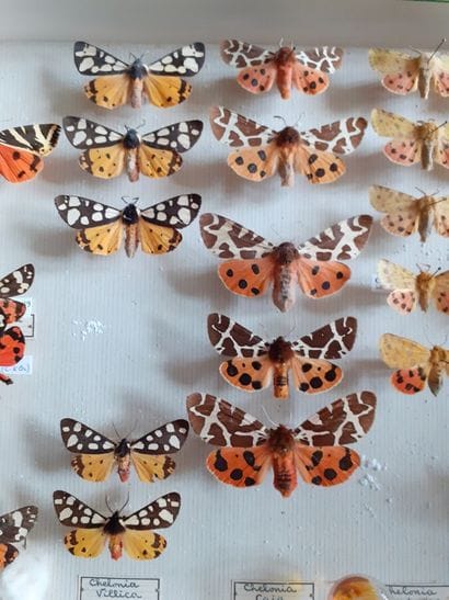 Glass entomological box with 30 specimens...