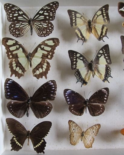 Glass entomological box containing 15 specimens...