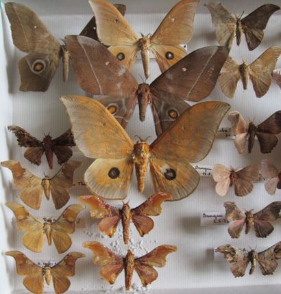 Boîte entomologique vitrée comprenant 25...