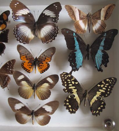 Boîte entomologique vitrée comprenant 15...