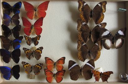 Boîte entomologique vitrée comprenant 19...