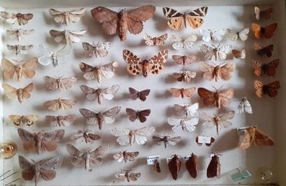 Entomological glass box with more than 50...