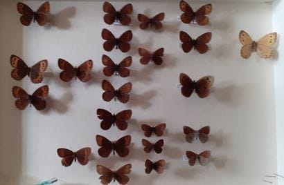 Glass entomological box containing 23 specimens...