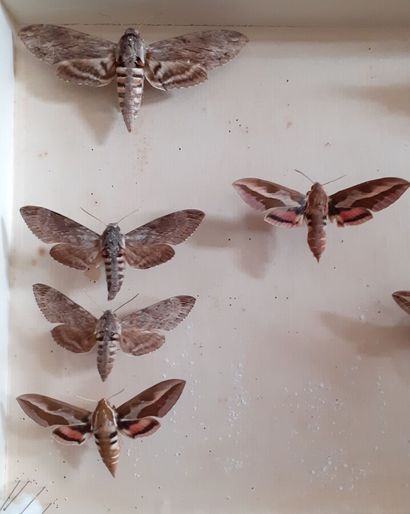 Boîte entomologique vitrée comprenant 10...