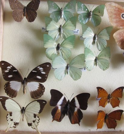 Boîte entomologique vitrée comprenant 19...