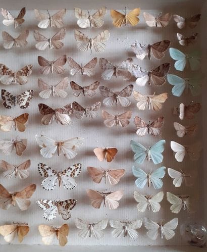 Entomological glass box containing more than...